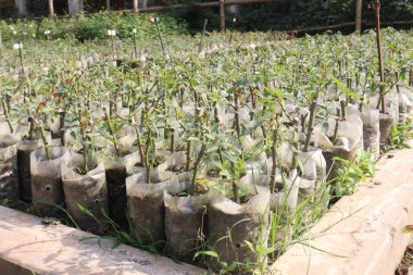 rose tree on farm for harvest are cash crops