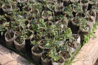 rose tree on farm for harvest are cash crops