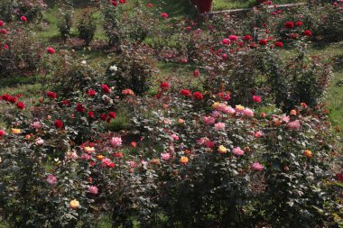 multiple colored rose on farm for harvest are cash crops