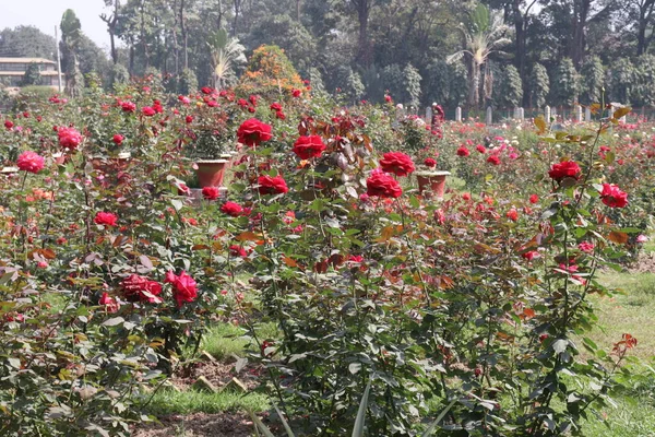red colored rose on farm for harvest are cash crops