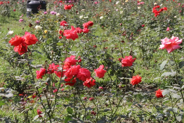 red colored rose on farm for harvest are cash crops