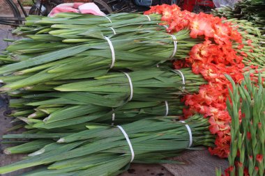orange colored gladioluses flower on shop for sell are cash crops