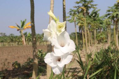 white colored gladioluses flower on farm for harvest are cash crops