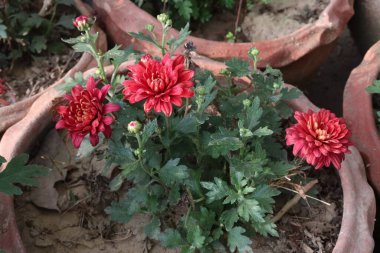 red colored chrysantheme rot tautropfen flower on farm for harvest are cash crops