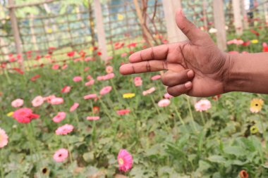gerbera flower farm with finger sign for harvest and deaf are cash crops
