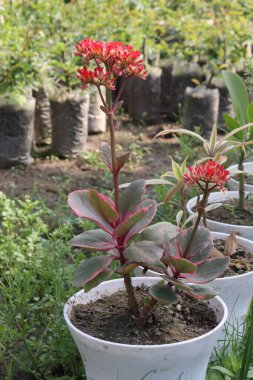 red colored Florist Kalanchoe flower on farm for harvest and wedding are cash crops