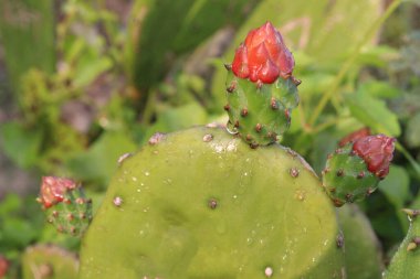 pink colored barbary fig flower on farm for harvest