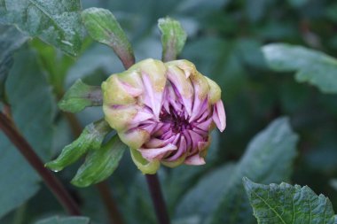 pink colored dahlia flower on farm for harvest are cash crops