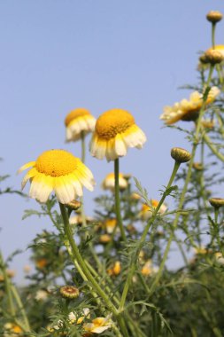 yellow colored crown daisy farm for harvest are cash crops
