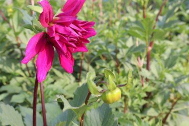 pink colored dahlia flower on farm for harvest are cash crops