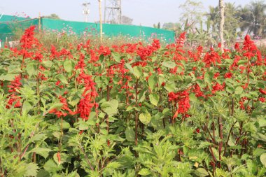 red colored scarlet sage flower on farm for harvest are cash crops