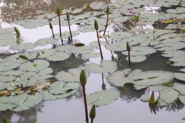 pink colored lotus flower with leaf on pond