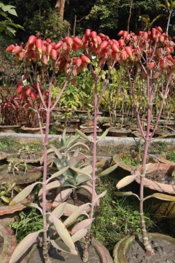Bahçedeki pembe renkli Kalanchoe laksiflora çiçek çiftliği hasat için nakit mahsuldür.