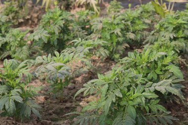orange colored southern cone marigold farm for harvest are cash crops