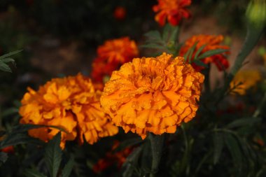 orange colored southern cone marigold flower on farm harvest and wedding are cash crops