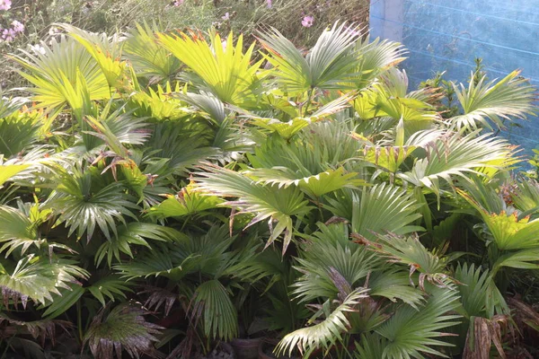 green colored Livistona chinensis tree plant on farm for harvest and gardening