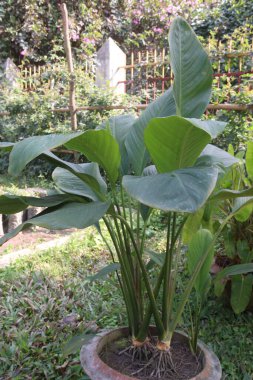 Calathea Lutea leaf plant in farm for harvest are cash crops