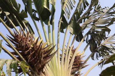 Ravenala madagascariensis flower on tree in garden for harvest and viewer