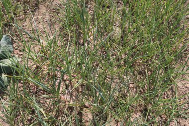 tasty and healthy green garlic farm for harvest are cash crops