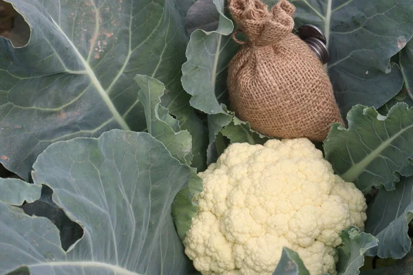 tasty and healthy Cauliflower farm with money bag for harvest are cash crops
