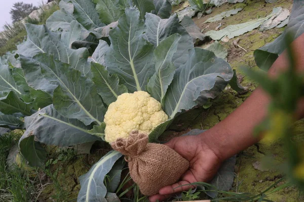 tasty and healthy Cauliflower farm with money bag for harvest are cash crops