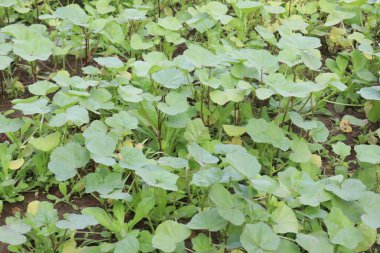 green colored Malva verticillata farm for harvest are cash crops