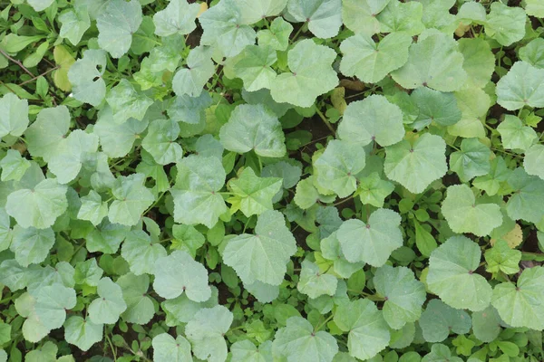 green colored Malva verticillata farm for harvest are cash crops