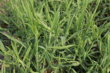 green colored Lathyrus sativus farm for harvest are cash crops