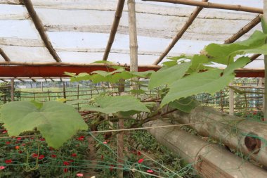 green colored grape farm for harvest are cash crops