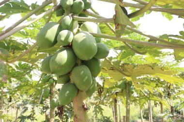 healthy and raw papaya on tree in farm for harvest are cash crops