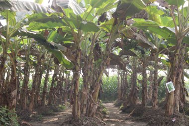 green colored banana tree farm for harvest are cash crops