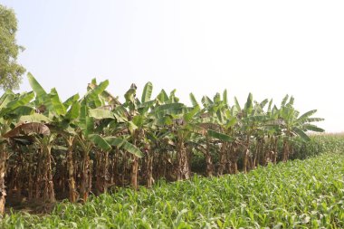 green colored banana tree farm for harvest are cash crops