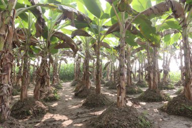 green colored banana tree farm for harvest are cash crops