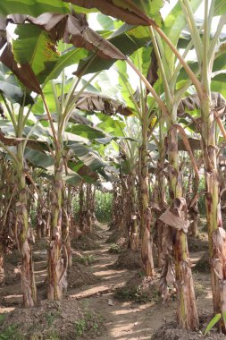 green colored banana tree farm for harvest are cash crops