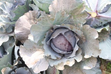 green colored healthy fresh cabbage on farm for harvest are cash crops