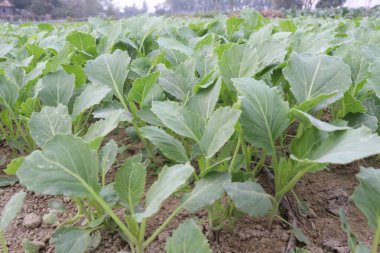 green colored healthy fresh cabbage on farm for harvest are cash crops