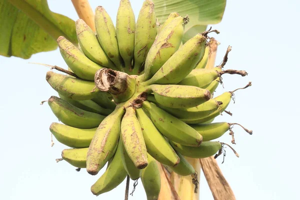 tasty and healthy raw banana bunch on tree in farm for harvest are cash crops