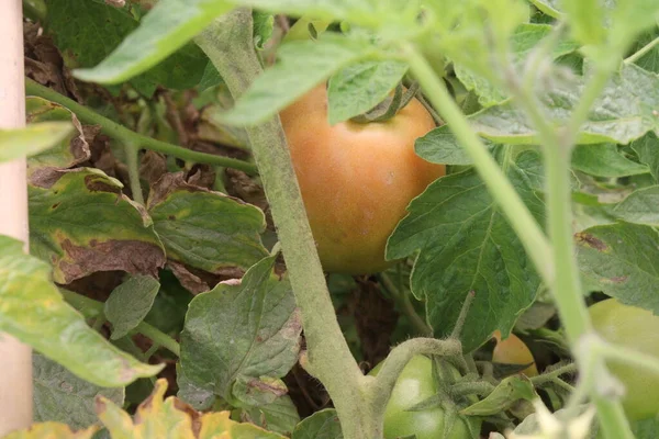 tasty and healthy ripe tomato on tree in farm for harvest are cash crops