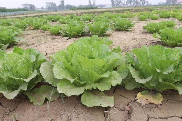 green colored Chinese Cabbage Plant on farm for harvest are cash crops