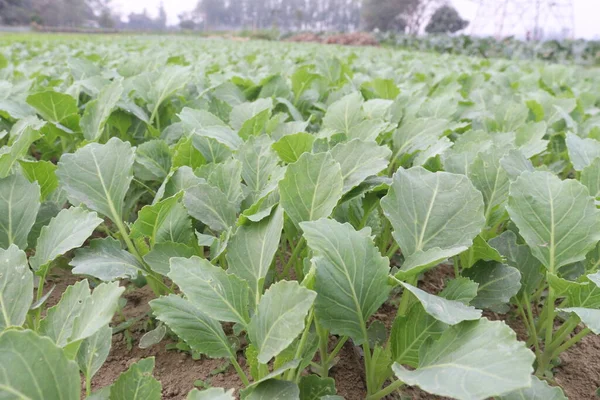 green colored healthy fresh cabbage on farm for harvest are cash crops