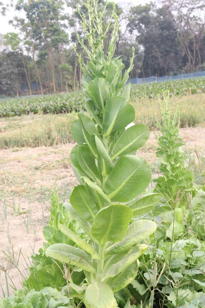 green colored Chinese Cabbage Plant on farm for harvest are cash crops