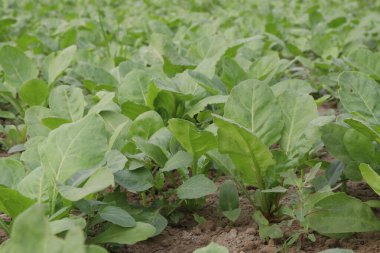 A Green Spinach Palak plant in the field for harvest are cash crops