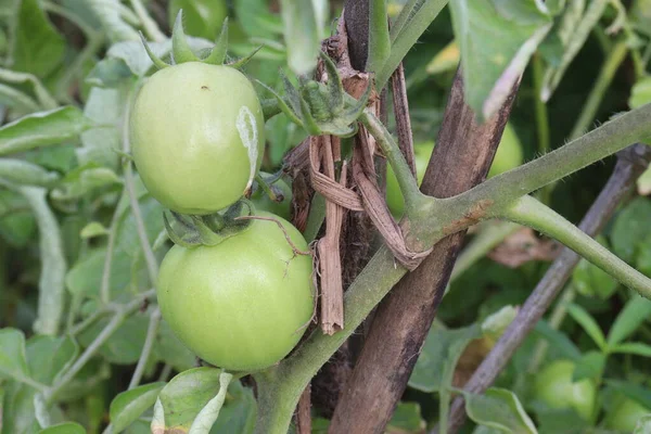 fresh and raw tomato on tree in farm for harvest are cash crops