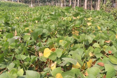 healthy and green colored edamame farm for harvest are cash crops