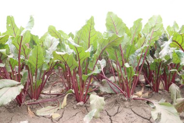 red colored Beetroot farm for harvest are cash crops