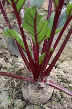 red colored Beetroot farm for harvest are cash crops