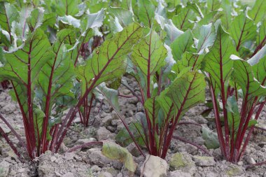 red colored Beetroot farm for harvest are cash crops