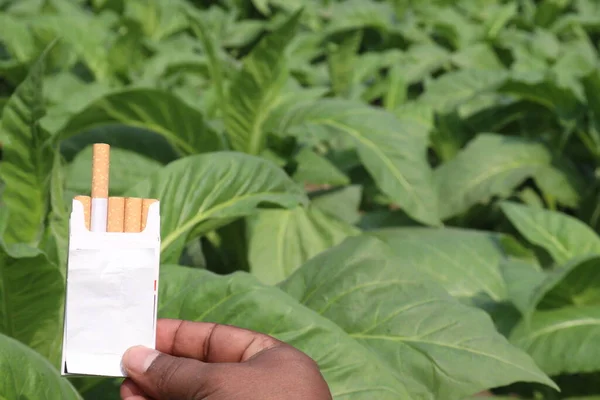 cigarette in packet on tobacco farm for harvest are cash crops