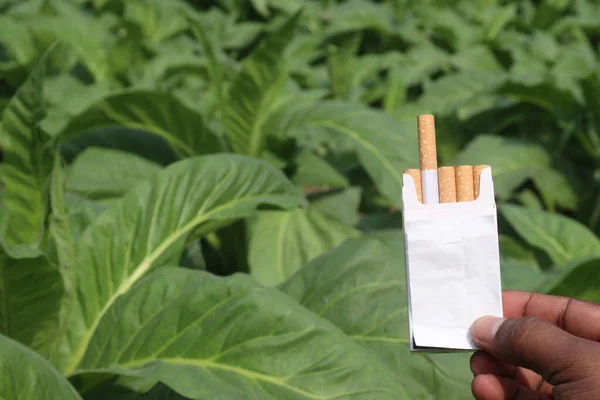 cigarette in packet on tobacco farm for harvest are cash crops