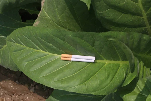 raw tobacco leaf with cigarette on farm for harvest are cash crops
